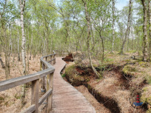 Eichensteg im Himmelmoor
