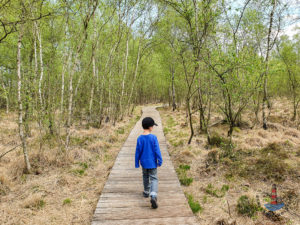 Bohlenweg im Himmelmoor