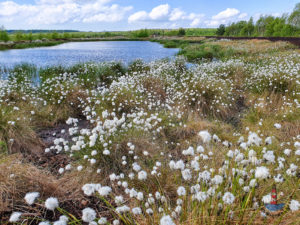 Wollgras im Himmelmoor
