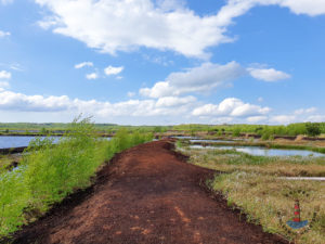 Wanderweg im Himmelmoor