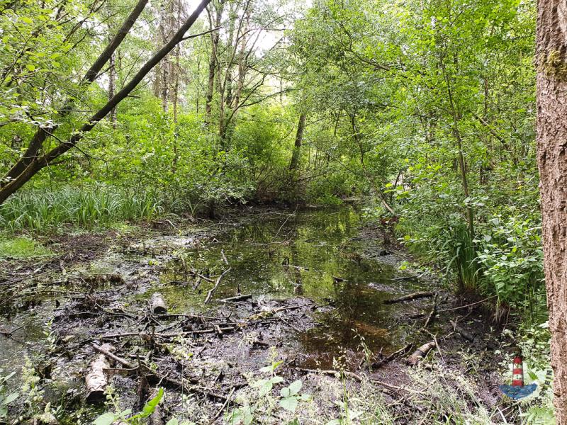 Moor an der Alsterquelle