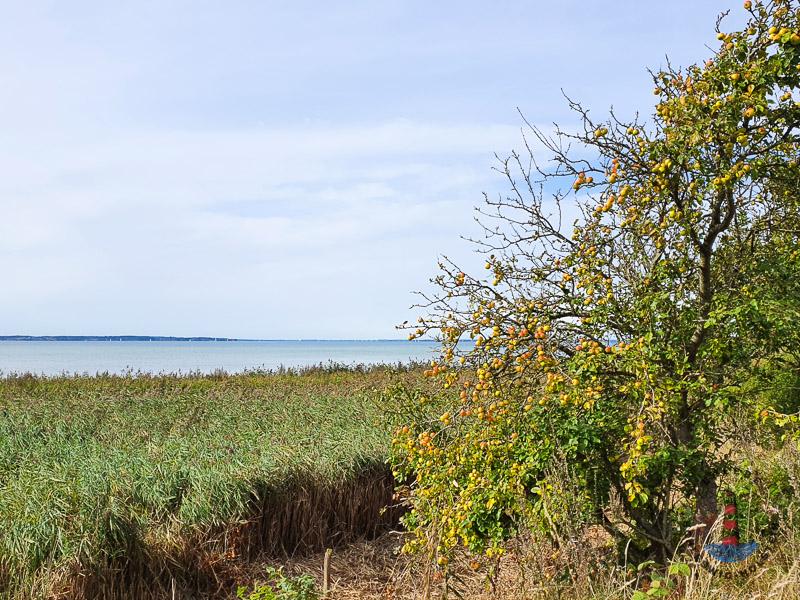 Landschaft im Geltinger Birk