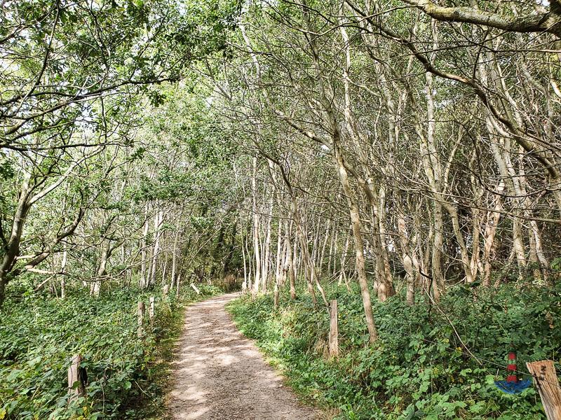 Gespensterwald im Geltinger Birk