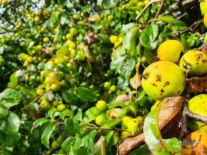 Äpfel im Geltinger Birk