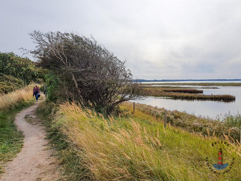 Wanderweg im Geltinger Birk