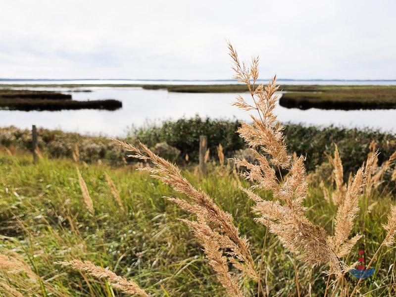 Landschaft im Geltinger Birk