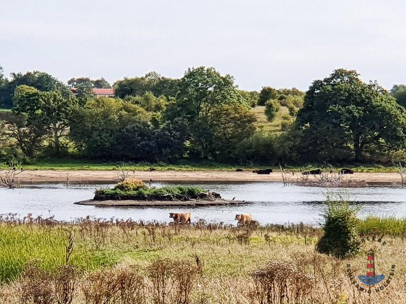 Landschaft im Geltinger Birk