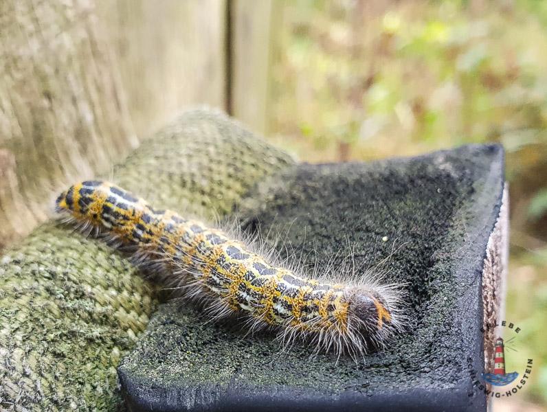 Raupe im Geltinger Birk