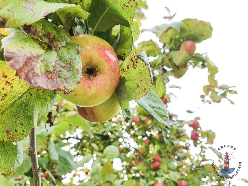 Äpfel im Geltinger Birk