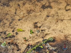 Wanderweg Mönkloh Waldlehrpfad Hasselbusch Kaulquappen