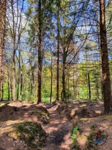 Wanderweg Mönkloh Waldlehrpfad Hasselbusch